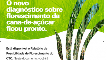 CTC disponibiliza relatório de possibilidade de florescimento de cana-de-açúcar