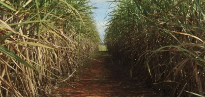 Rede de universidades federais lança 21 variedades de cana-de-açúcar