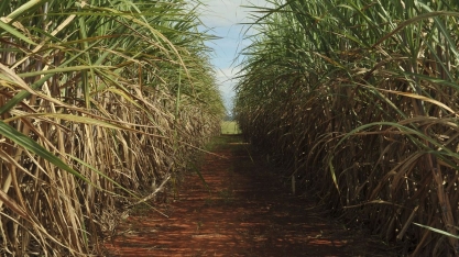 Rede de universidades federais lança 21 variedades de cana-de-açúcar