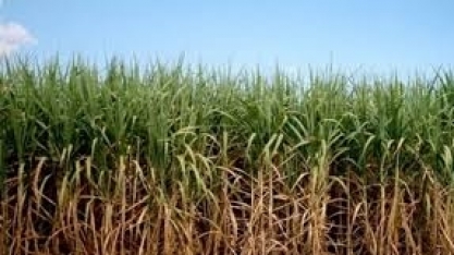 Cana: empresas dizem que falta de chuva dificulta início da safra 2021/22