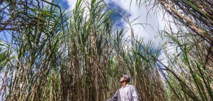 Etanol 2G da GranBio já pode entrar na UE mesmo antes da certificação do RenovaBio e do IPO