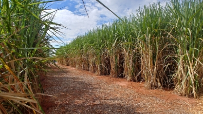 São Paulo lidera com folga a produção de cana-de-açúcar no Brasil