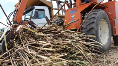 Safra de cana-de-açúcar mantem ritmo de recuperação em Alagoas