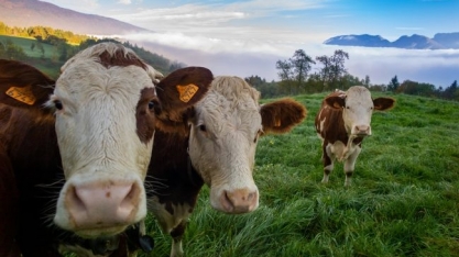 Sustentabilidade: a importância de conhecer os mecanismos de ação dos defensivos químicos e biológicos