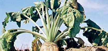 Preocupação com safra de grãos da França aumenta após geadas, diz FranceAgriMer