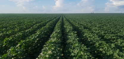 Microgeo desenvolve o primeiro aditivo biológico para fertilizantes do Brasil