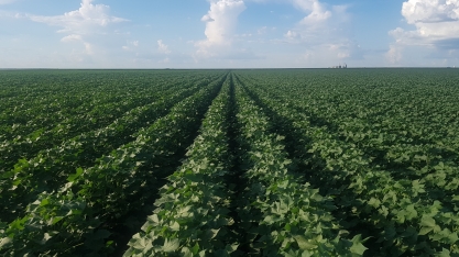 Microgeo desenvolve o primeiro aditivo biológico para fertilizantes do Brasil