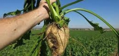 Safra de beterraba sacarina da França tem maior perda por geadas da história, diz CGB