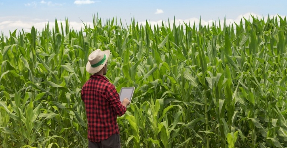 Foto: Ministério da Agricultura