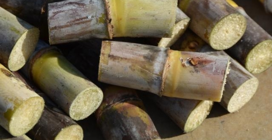 Cana-de-açúcar. Gustavo Porpino