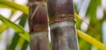 Canaplan divulga estimativa de safra de cana, açúcar e etanol para 2021/22