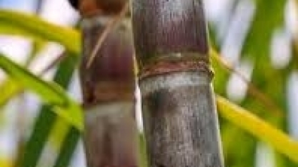 Canaplan divulga estimativa de safra de cana, açúcar e etanol para 2021/22