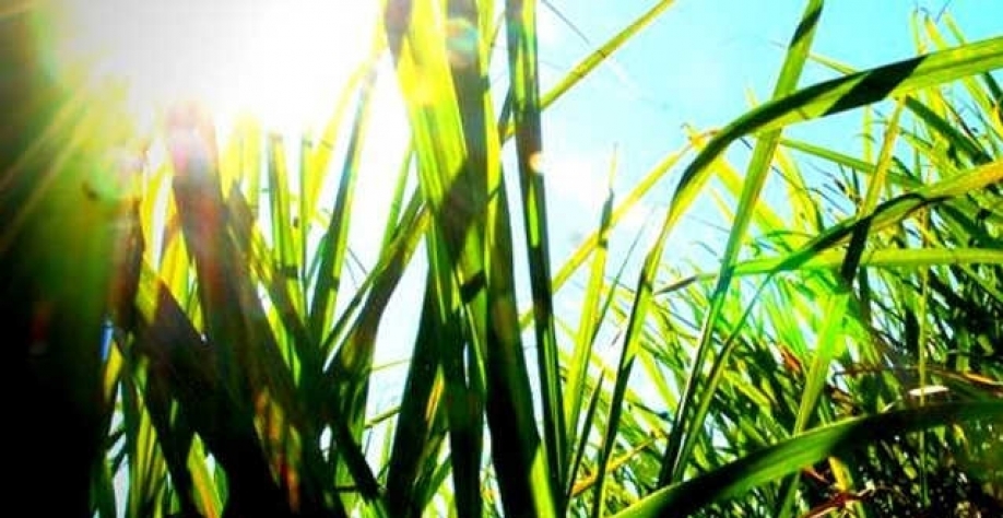 Energia renovável, como o etanol de cana, teria que ser mais incentivada no Brasil