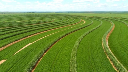 Manejo agronômico eleva produtividade da usina Atena mesmo com 100% dos canaviais localizados em ambientes desfavoráveis