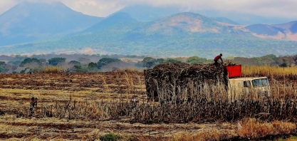Produção de açúcar em El Salvador deve crescer na safra 2021/22, diz adido do USDA