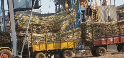 Produção de açúcar da Índia cresce 19% de outubro a março e exportação ganha força