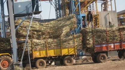 Produção de açúcar da Índia cresce 19% de outubro a março e exportação ganha força