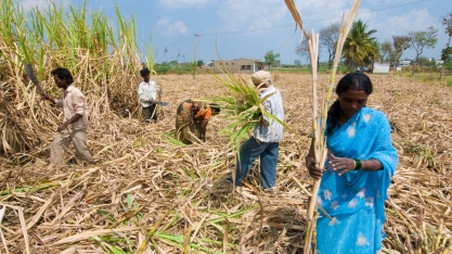 O agro indiano e a potencial demanda alimentar