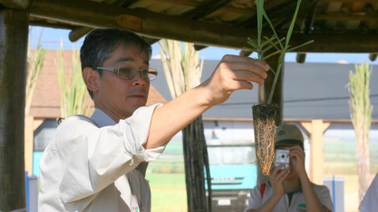 IAC trabalha para diminuir tempo de produção de MPBs de cana-de-açúcar