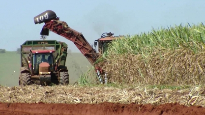 Safra da cana de açúcar deve ter redução neste ano