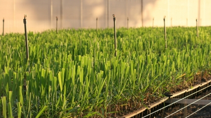 A cana-de-açúcar e o show da muda pré-brotada (MPB) serão live na CanaOnline