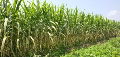 Produção de açúcar do Equador deve crescer 4% em 2021/22, diz USDA