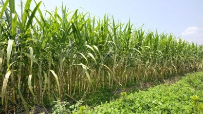 Produção de açúcar do Equador deve crescer 4% em 2021/22, diz USDA