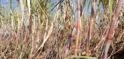 Açúcar: produção da Argentina deve cair para 1,55 mi de toneladas em 2021/22