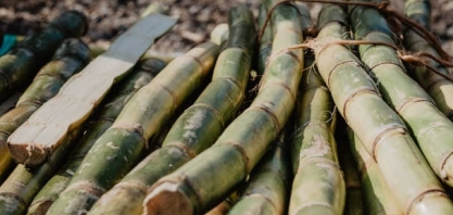 Com ou sem chuva no final de maio, safras terão quebras; cana até 30% em produtividade