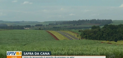 Início da safra de cana-de-açúcar gera empregos no setor