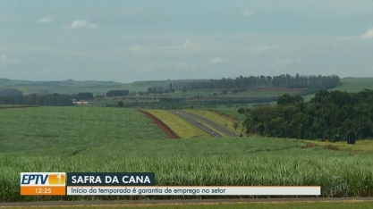 Início da safra de cana-de-açúcar gera empregos no setor