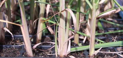 Saiba tudo sobre o sistema de MPB conferindo a live: A cana-de-açúcar e o show da muda pré-brotada