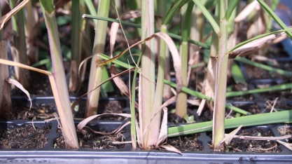 Saiba tudo sobre o sistema de MPB conferindo a live: A cana-de-açúcar e o show da muda pré-brotada