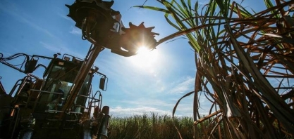 Colheita tardia de cana no Brasil pode reduzir perdas da safra