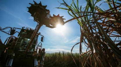 Colheita tardia de cana no Brasil pode reduzir perdas da safra
