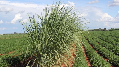 Sistema integrado Meiosi e MPB é um dos temas da live: A cana-de-açúcar e o show da muda pré-brotada