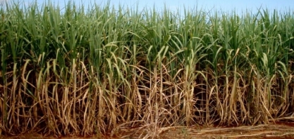 Investimento em tecnologia é aposta para desenvolvimento de plantação de cana em Campos