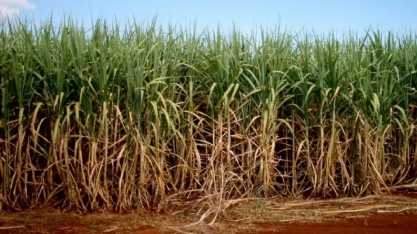 Investimento em tecnologia é aposta para desenvolvimento de plantação de cana em Campos