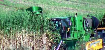 Clima compromete produtividade de cana no noroeste paulista