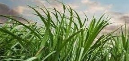 Asplana aposta em safra de crescimento no ciclo 21/22