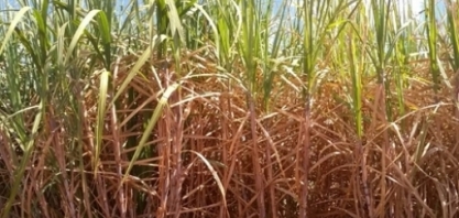 Além da falta de luz, falta de chuva encarece café, etanol e carne