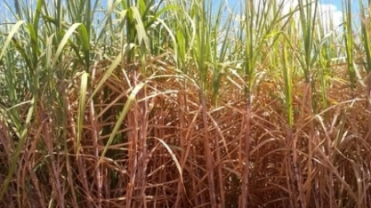 Além da falta de luz, falta de chuva encarece café, etanol e carne