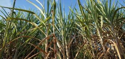 Aplicação de produtos biológicos via irrigação por gotejamento desponta como alternativa econômica e amigável