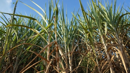 Aplicação de produtos biológicos via irrigação por gotejamento desponta como alternativa econômica e amigável