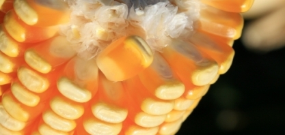 Resenha SAFRAS & Mercado discute cenário dramático no abastecimento de milho