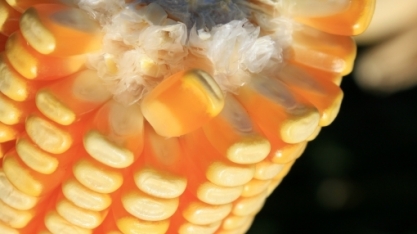 Resenha SAFRAS & Mercado discute cenário dramático no abastecimento de milho