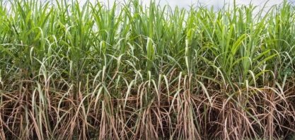 Argentinos exigem lei para entregar cana