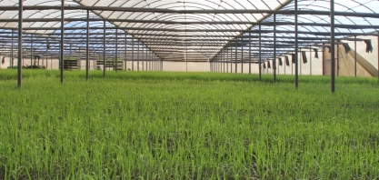 IAC desenvolve três pesquisas sobre a importância da nutrição para reduzir o tempo de formação da muda pré-brotada (MPB)
