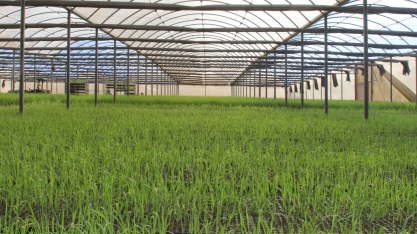 IAC desenvolve três pesquisas sobre a importância da nutrição para reduzir o tempo de formação da muda pré-brotada (MPB)