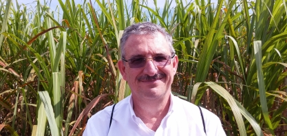 Muda pré-brotada está entre as inovações tecnológicas mais adotadas pelo setor sucroenergético, aponta pesquisa do IAC